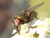 Neomyia cornicina